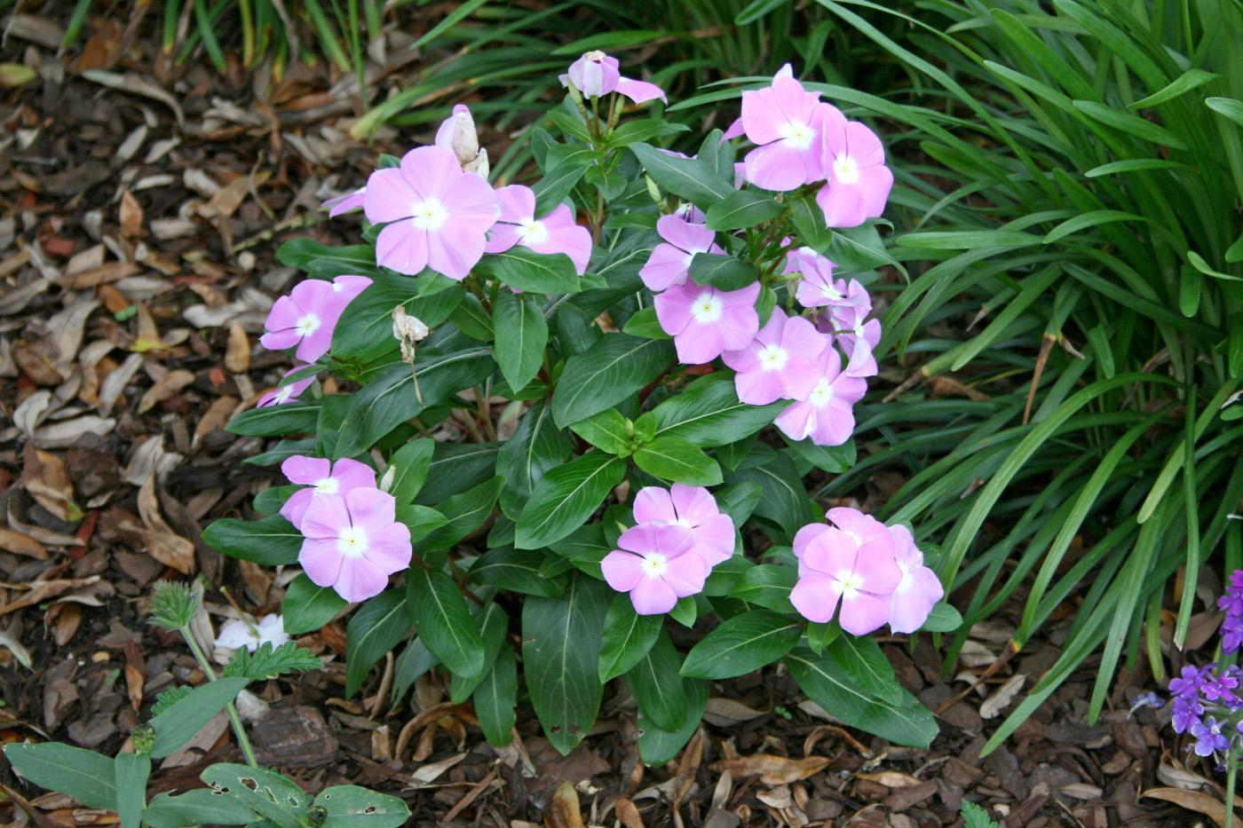 Vinca Titan Lavender Blue Halo - View 12 from www redcrocus com
