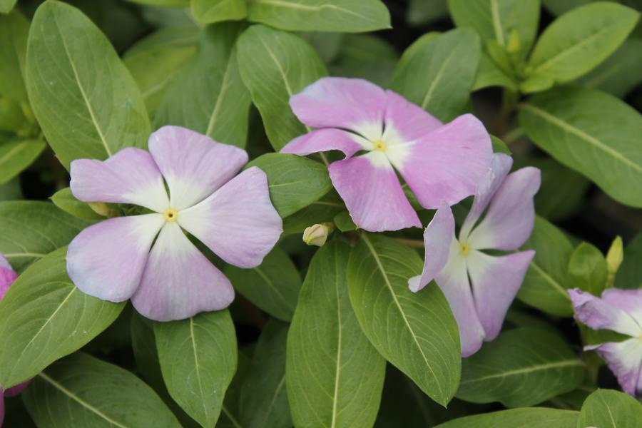 Vinca Titan Lavender Blue Halo - View 14 from www redcrocus com
