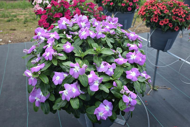 Vinca Titan Lavender Blue Halo - View 3 from www redcrocus com