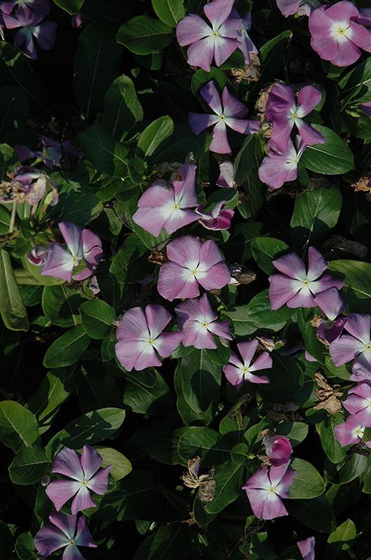 Vinca Titan Lavender Blue Halo - View 5 from www redcrocus com