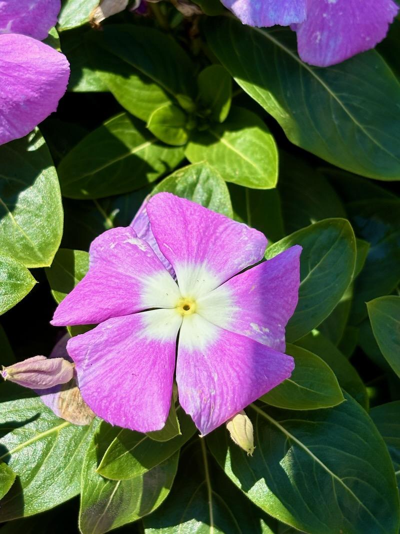 Vinca Titan Lavender Blue Halo - View 9 from www redcrocus com