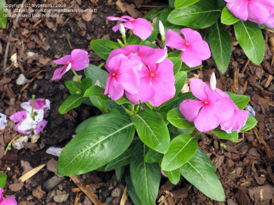 Vinca Titan Lilac - View 10 from www redcrocus com