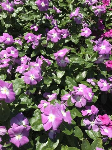 Vinca Titan Lilac - View 11 from www redcrocus com