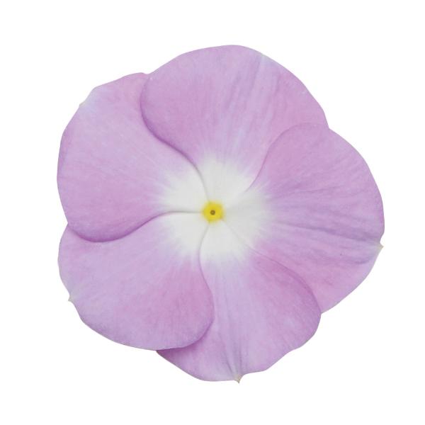 Vinca Titan Lilac - View 14 from www redcrocus com