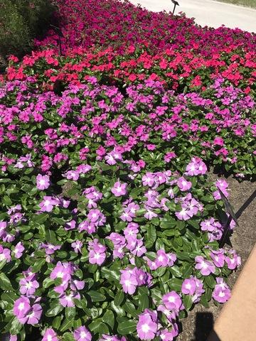 Vinca Titan Lilac - View 18 from www redcrocus com
