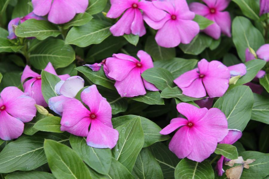 Vinca Titan Lilac - View 3 from www redcrocus com