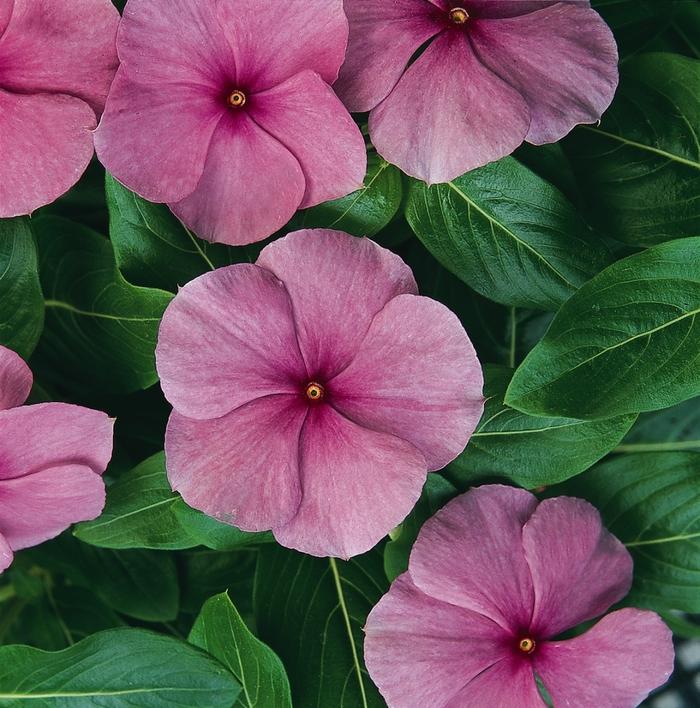 Vinca Titan Lilac - View 4 from www redcrocus com