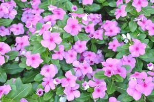 Vinca Titan Lilac - View 7 from www redcrocus com