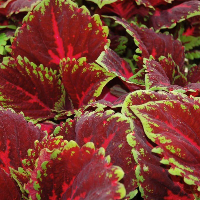Coleus Kong Red - View 10 from www redcrocus com