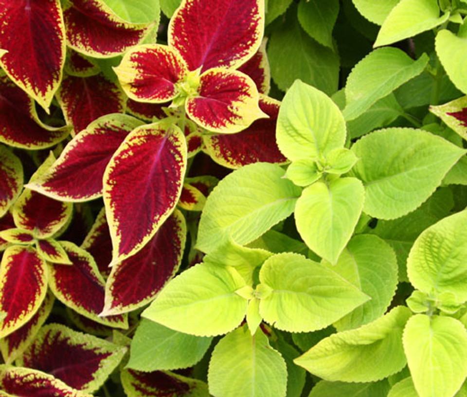 Coleus Kong Red - View 11 from www redcrocus com