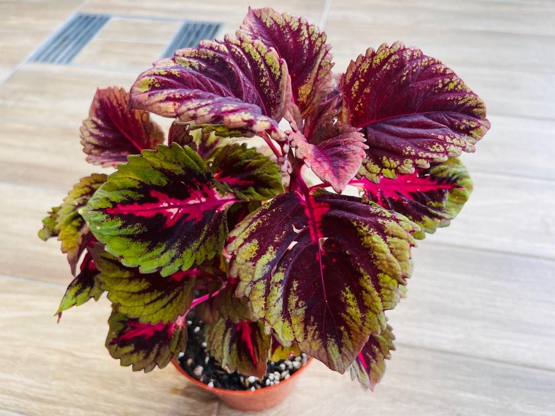 Coleus Kong Red - View 12 from www redcrocus com