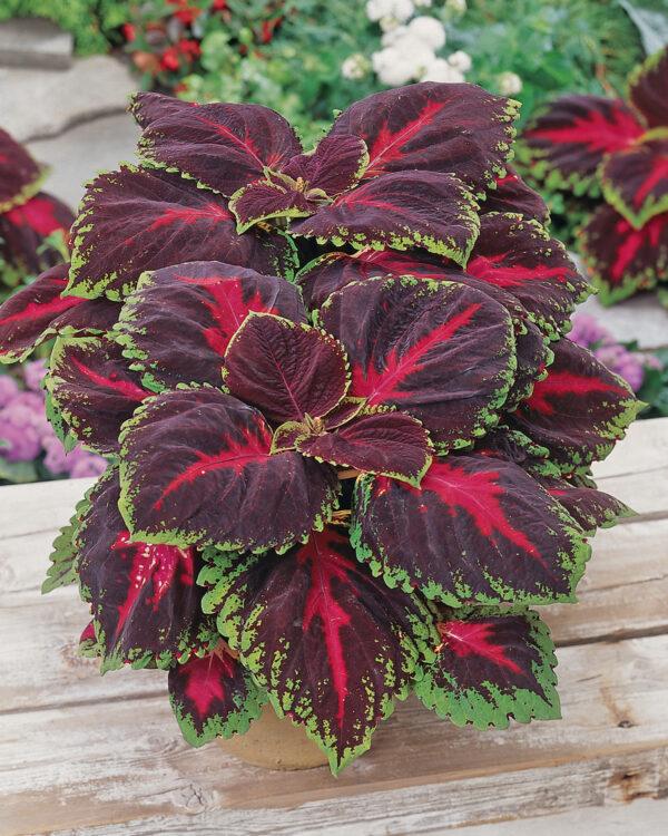 Coleus Kong Red - View 13 from www redcrocus com
