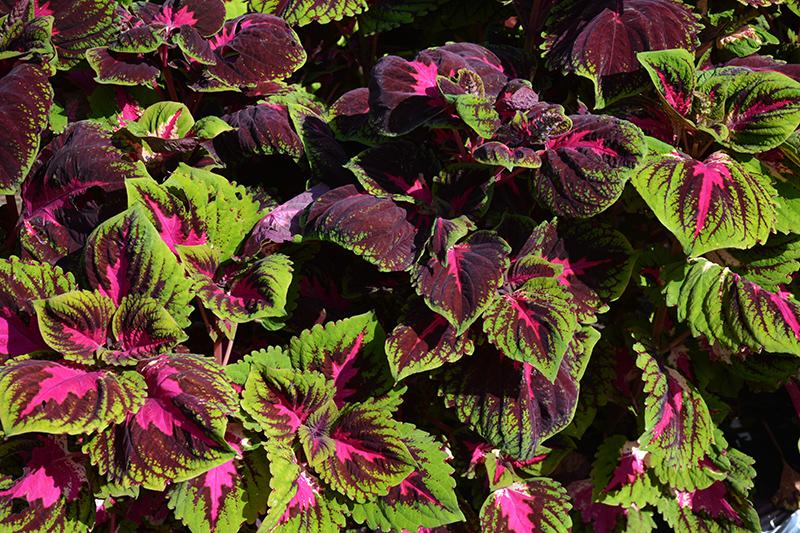 Coleus Kong Red - View 14 from www redcrocus com