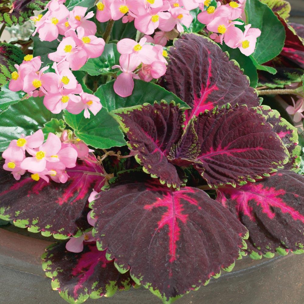 Coleus Kong Red - View 15 from www redcrocus com