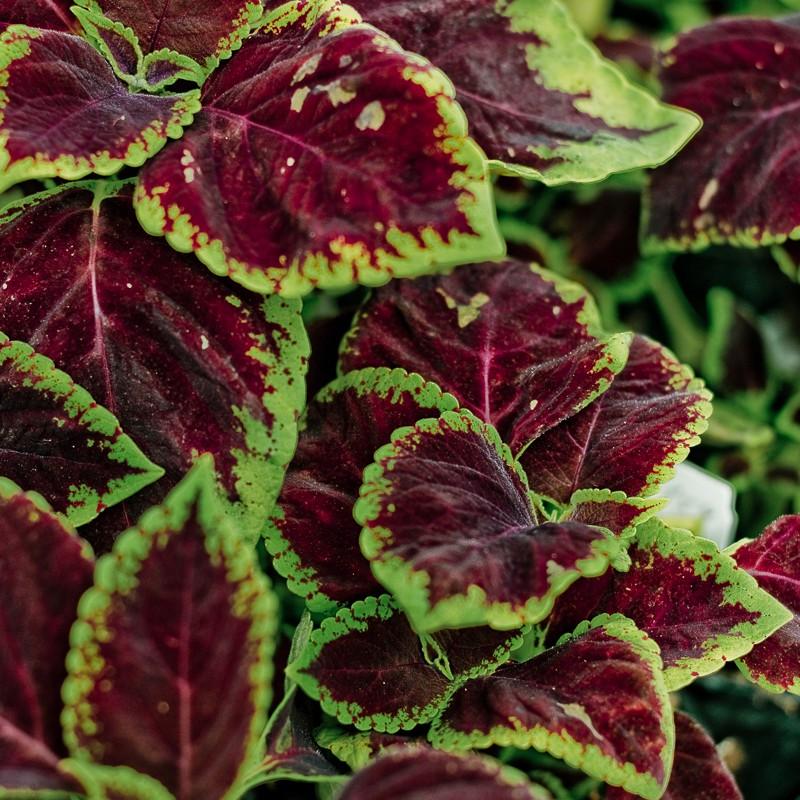 Coleus Kong Red - View 16 from www redcrocus com