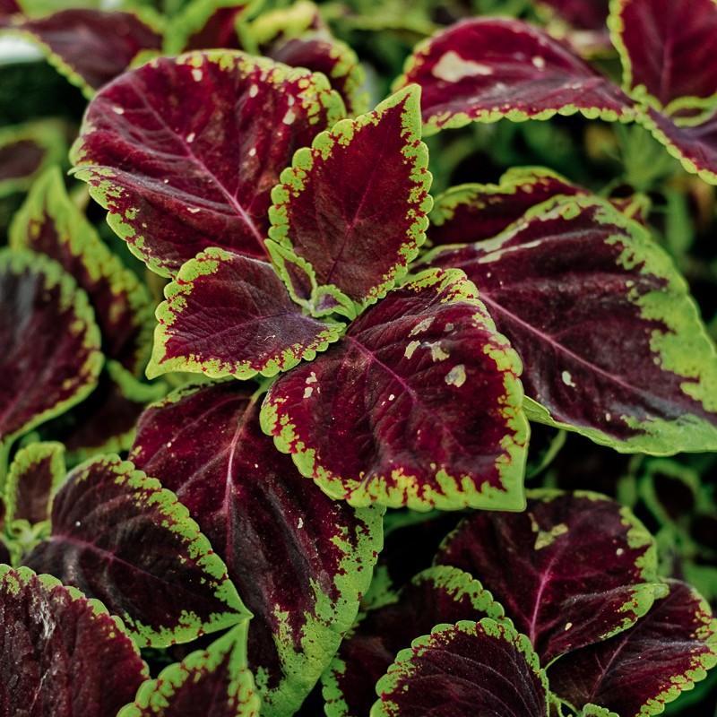 Coleus Kong Red - View 18 from www redcrocus com