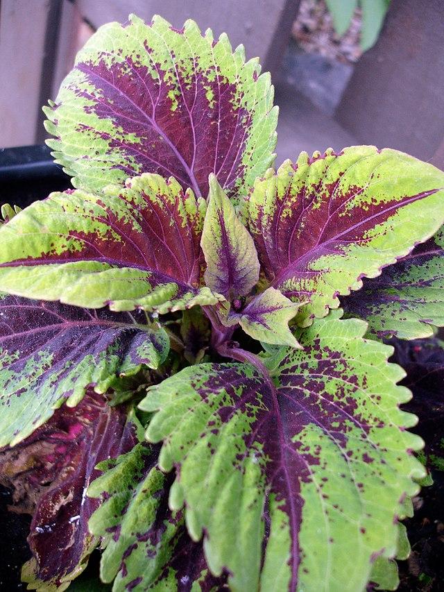 Coleus Kong Red - View 19 from www redcrocus com