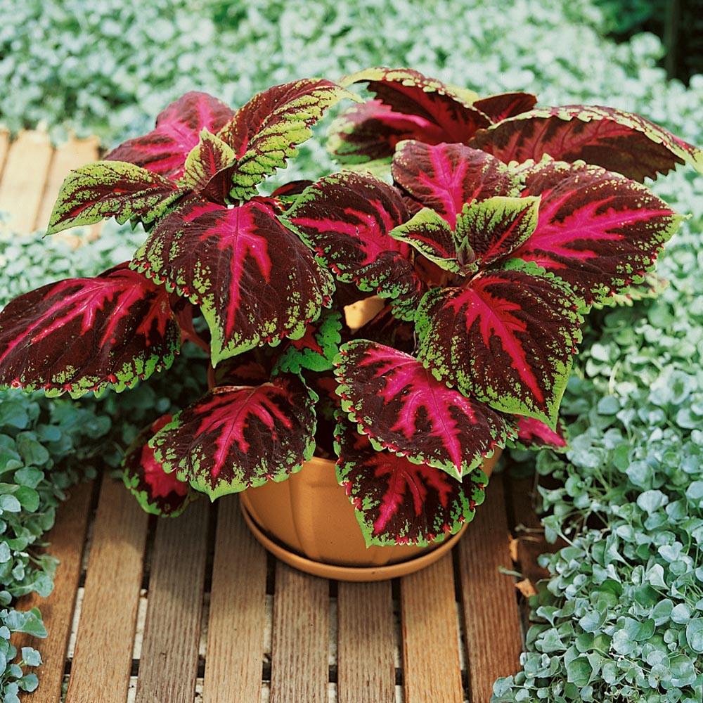 Coleus Kong Red - View 1 from www redcrocus com