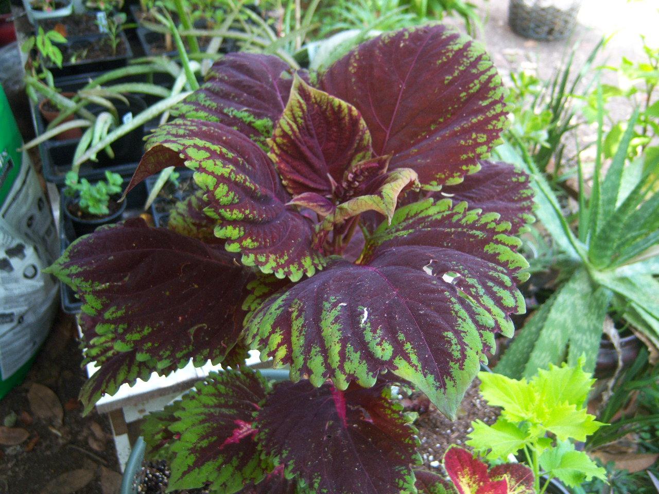 Coleus Kong Red - View 20 from www redcrocus com