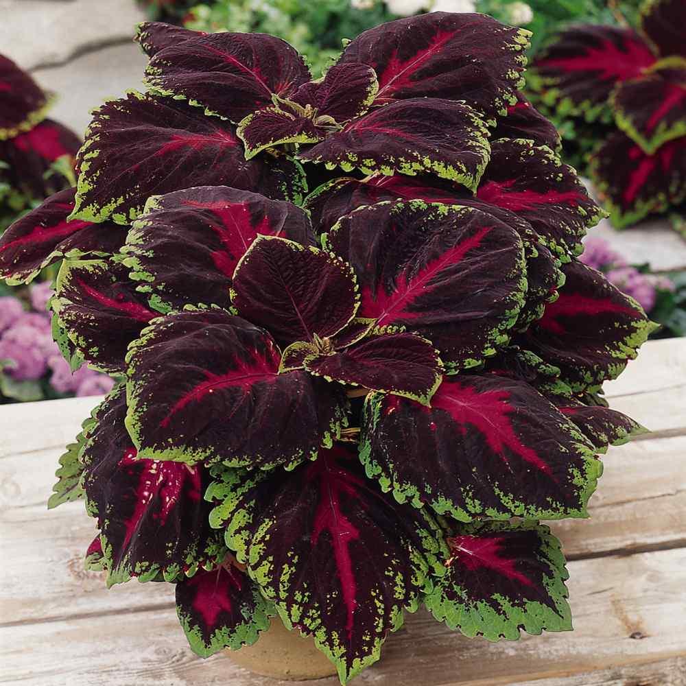 Coleus Kong Red - View 2 from www redcrocus com