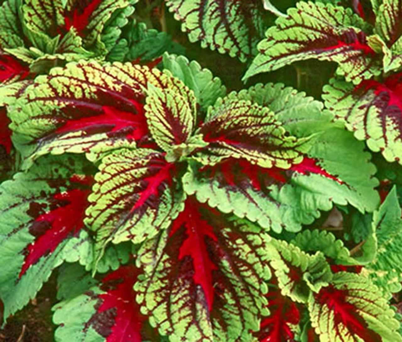 Coleus Kong Red - View 3 from www redcrocus com