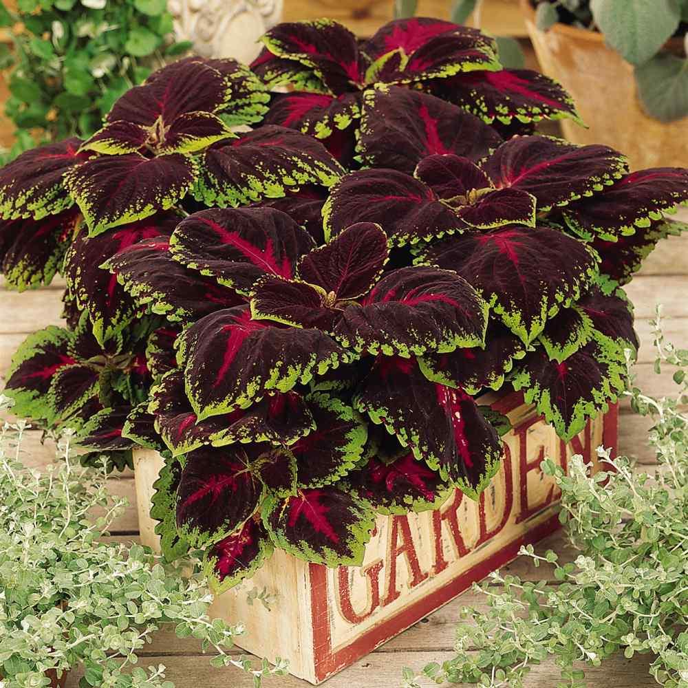 Coleus Kong Red - View 4 from www redcrocus com