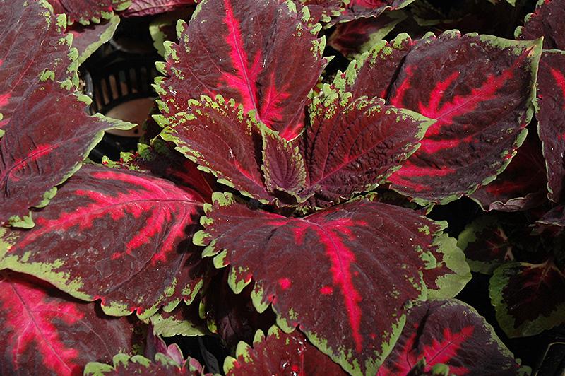 Coleus Kong Red - View 5 from www redcrocus com