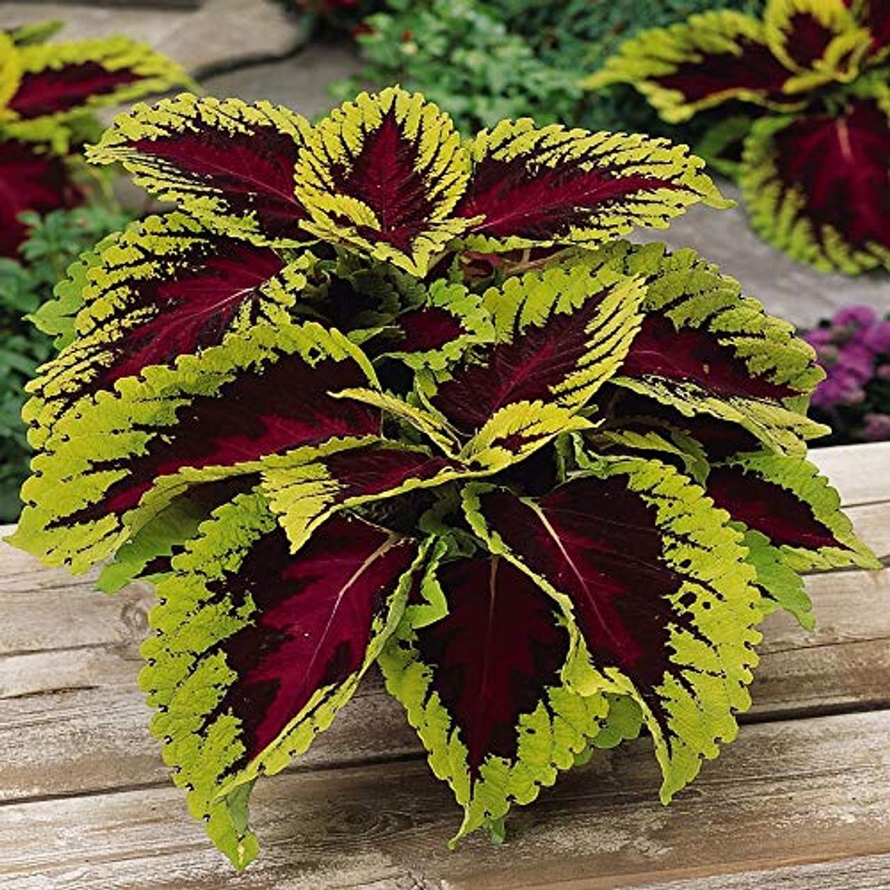 Coleus Kong Red - View 6 from www redcrocus com