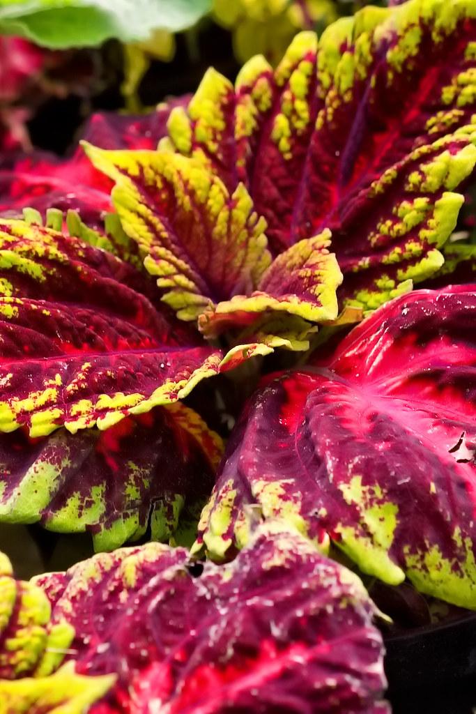 Coleus Kong Red - View 7 from www redcrocus com