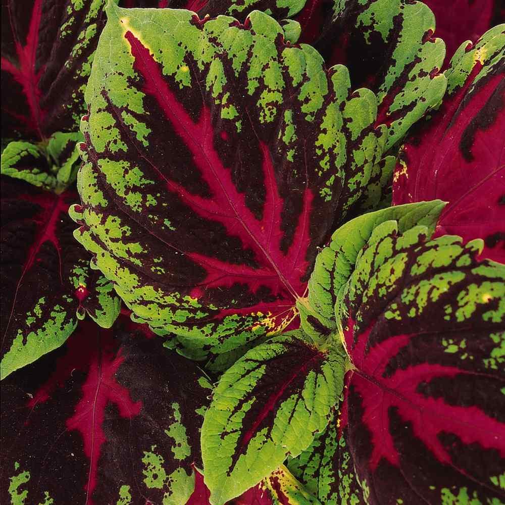 Coleus Kong Red - View 8 from www redcrocus com