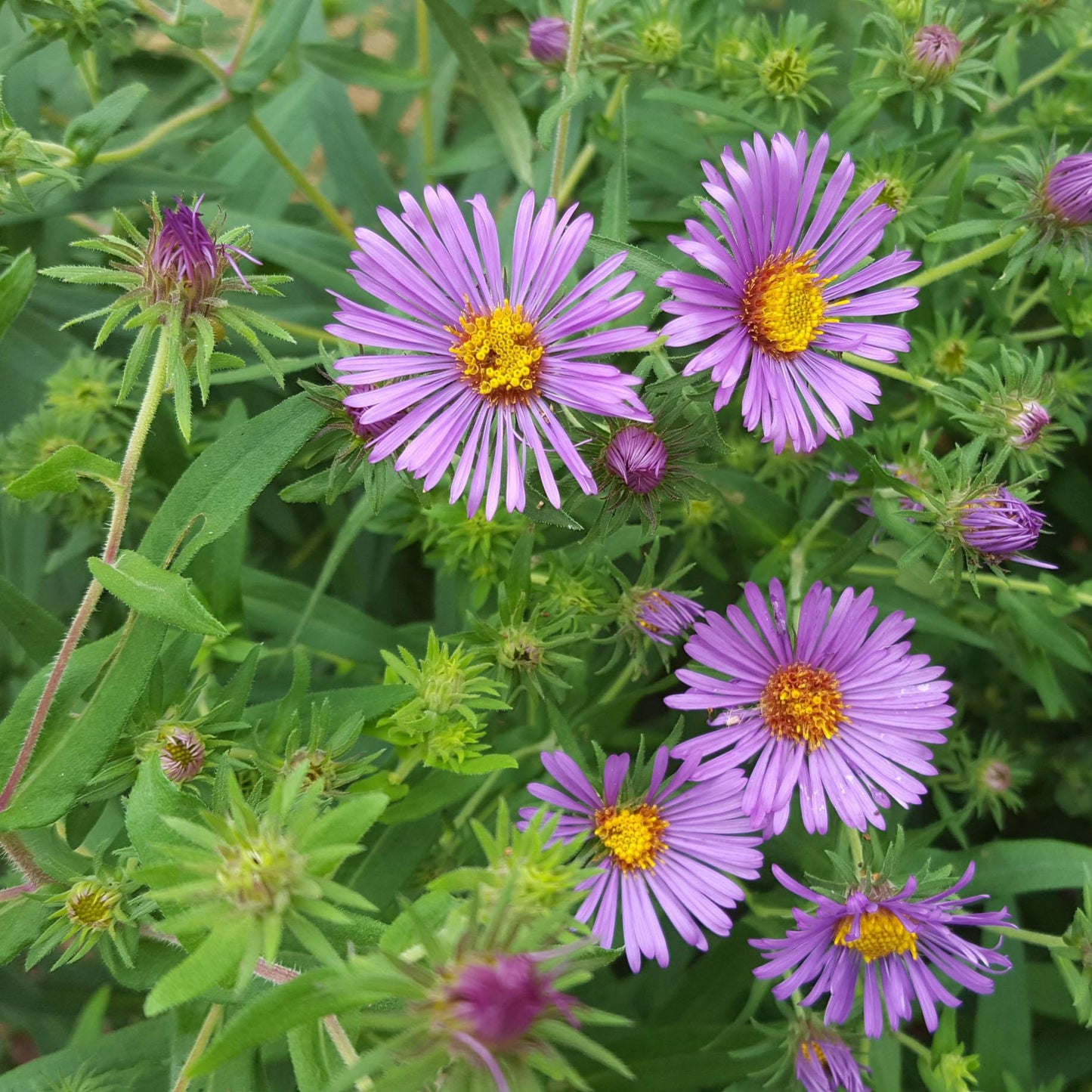 Aster Novi Belgii Dragon - View 12 from www redcrocus com