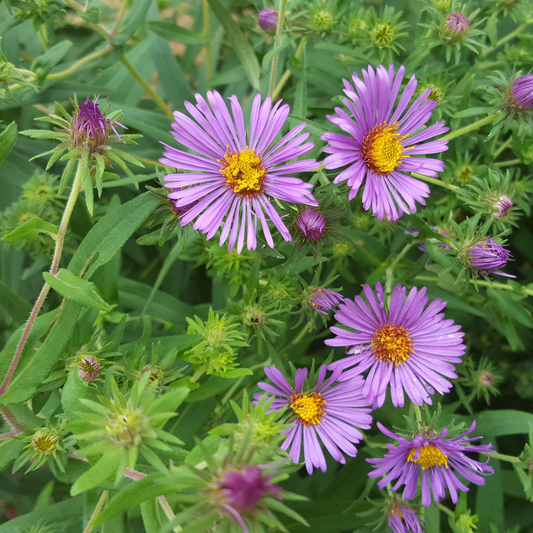 Aster Novi Belgii Dragon - View 12 from www redcrocus com