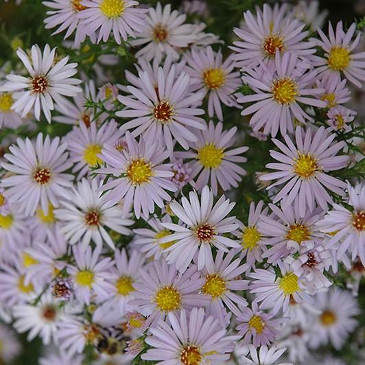Aster Novi Belgii Dragon - View 14 from www redcrocus com