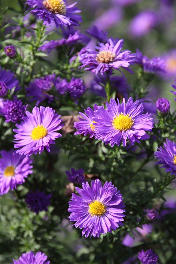 Aster Novi Belgii Dragon - View 15 from www redcrocus com