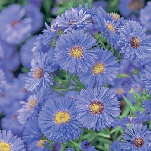Aster Novi Belgii Dragon - View 16 from www redcrocus com