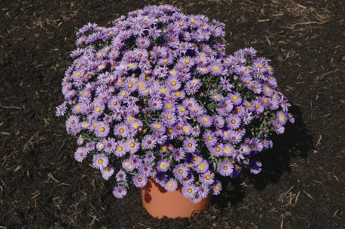 Aster Novi Belgii Dragon - View 2 from www redcrocus com