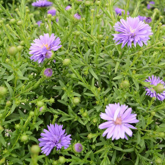 Aster Novi Belgii Dragon - View 3 from www redcrocus com