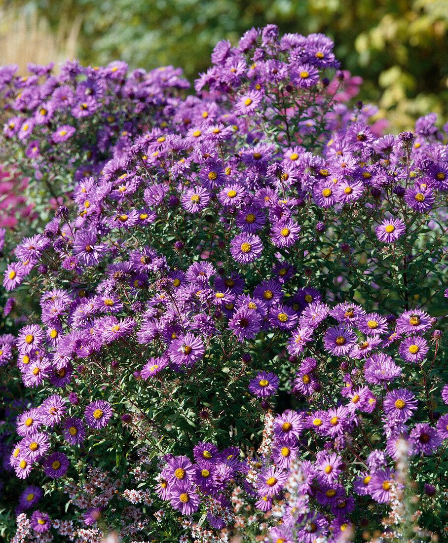 Aster Novi Belgii Dragon - View 6 from www redcrocus com