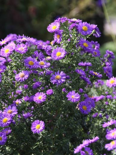 Aster Novi Belgii Dragon - View 7 from www redcrocus com