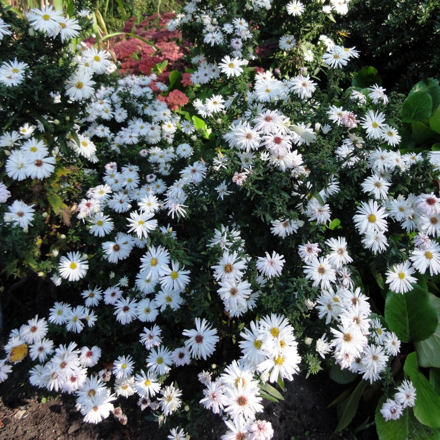 Aster Novi Belgii Dragon - View 8 from www redcrocus com