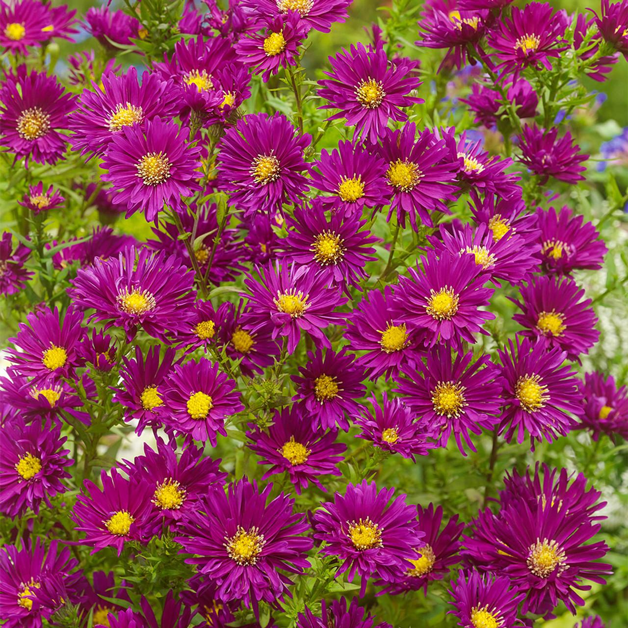 Aster Novi Belgii Dragon - View 9 from www redcrocus com