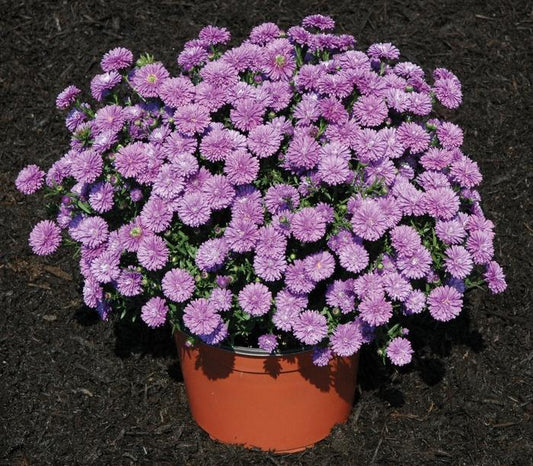 Aster Novi Belgii Henry I Blue - View 1 from www redcrocus com