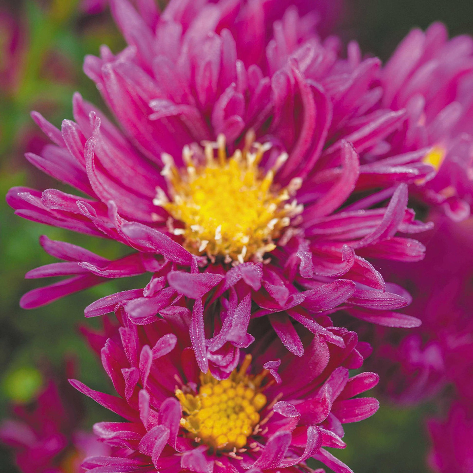 Aster Novi Belgii Henry I Pink - View 16 from www redcrocus com