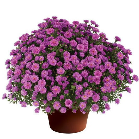 Aster Novi Belgii Henry I Pink - View 1 from www redcrocus com