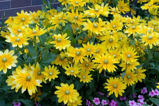 Rudbeckia Hirta Prairie Sun - View 10 from www redcrocus com