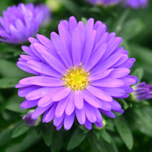Aster Novi Belgii Magic Purple - View 1 from www redcrocus com