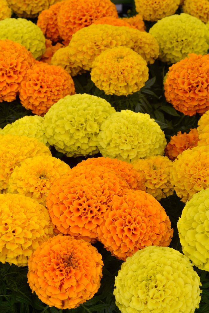 Marigold Taishan Mix - View 11 from www redcrocus com