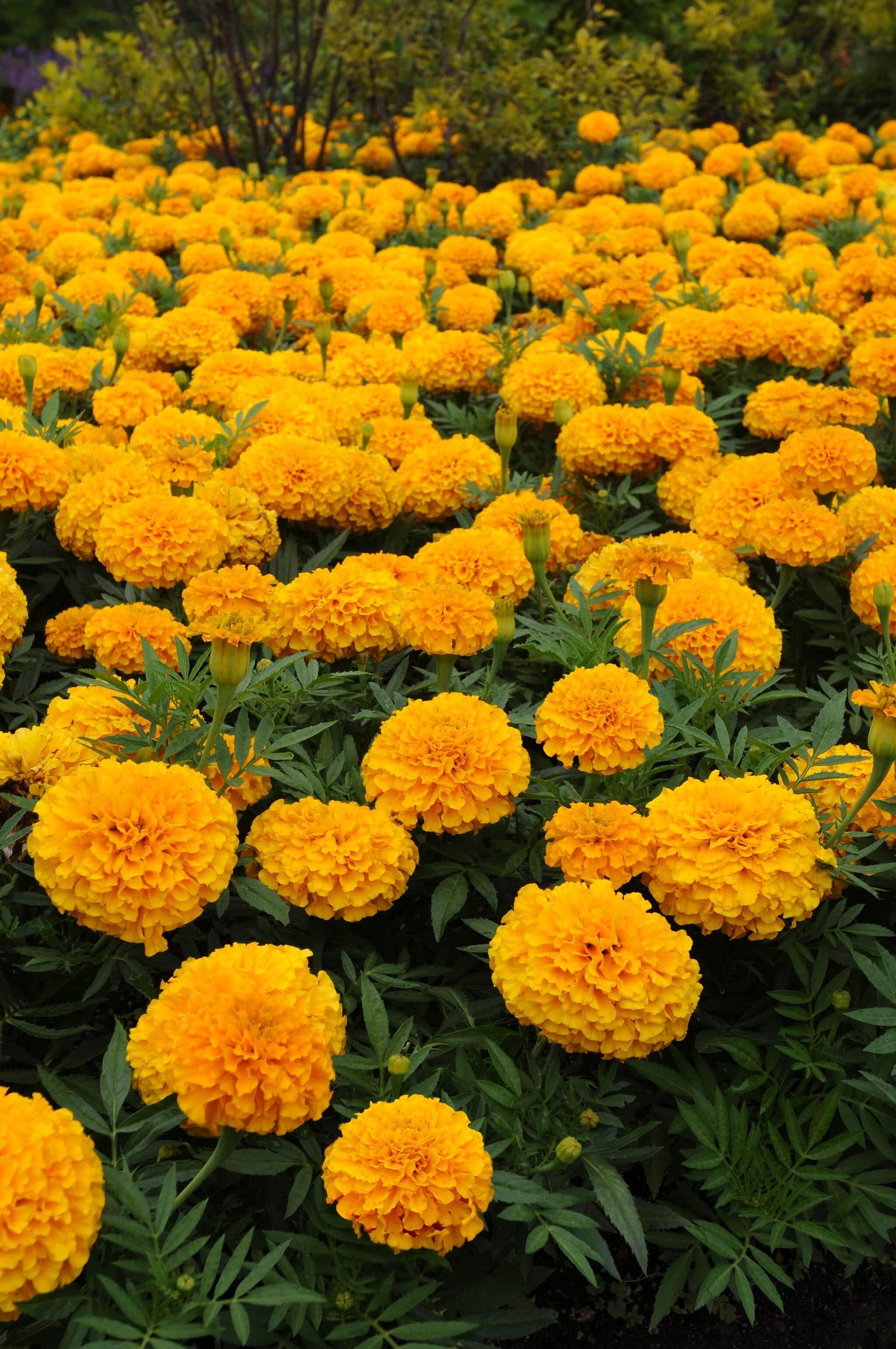 Marigold Taishan Mix - View 12 from www redcrocus com