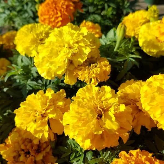 Marigold Taishan Mix - View 1 from www redcrocus com