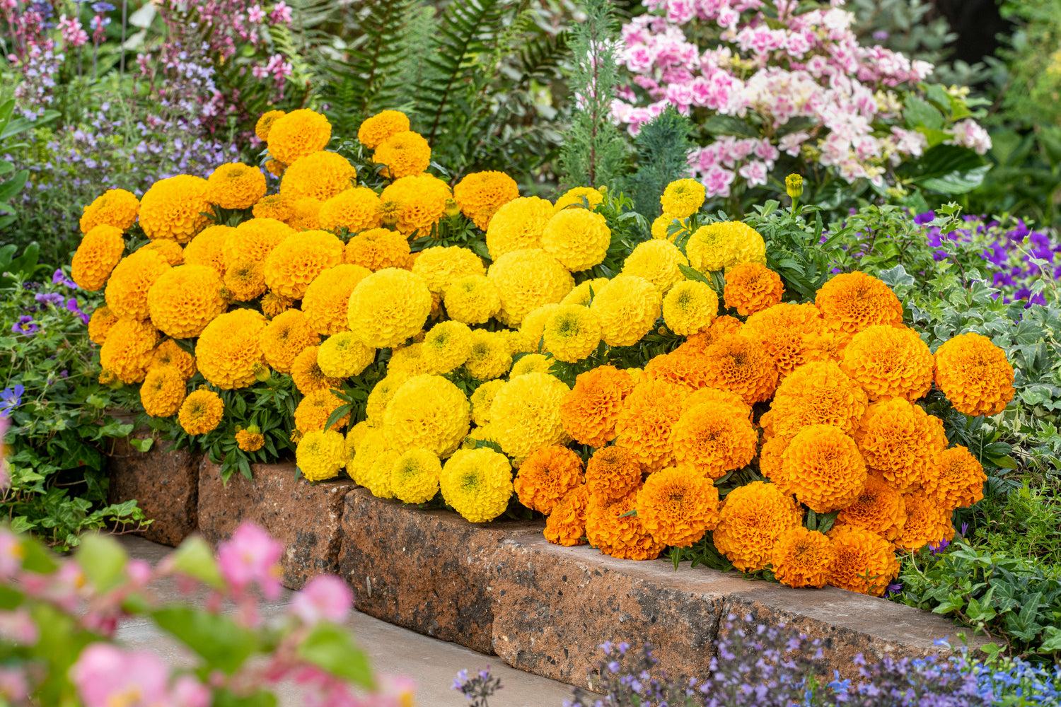 Marigold Taishan Mix - View 2 from www redcrocus com